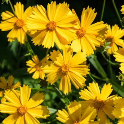 Lanceleaf Coreopsis (Seed)