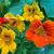 NASTURTIUM JEWEL DWF DBL 125G