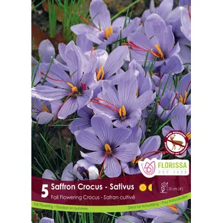 Fall Flowering Saffron Crocus - 'Sativus' 5/pkg