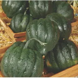 Winter Squash - Table Queen Acorn (Bulk Seed)