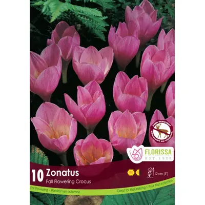 Fall Flowering Crocus - 'Zonatus' 10/pkg