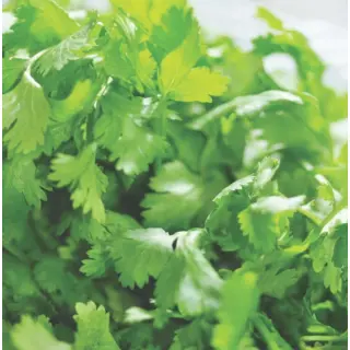 Herb - Coriander/Cilantro (Organic Seed)