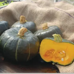 Winter Squash - Buttercup Burgess (Bulk Seed)