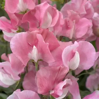 Sweet Pea - Pink Diana (Seed)