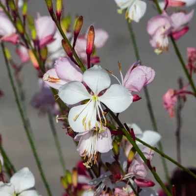 Gaura - The Bride (Seed)