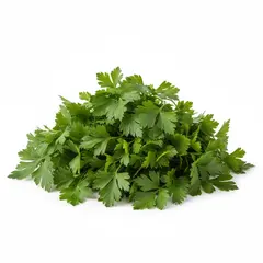 HERB PARSLEY FLAT OG | 10 CT