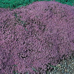 creeping thyme mother of thyme creeping thyme mother of thyme