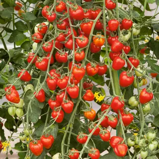 Tomato - Fraise (Seed)