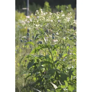 Tobacco - Virginia (Seed)