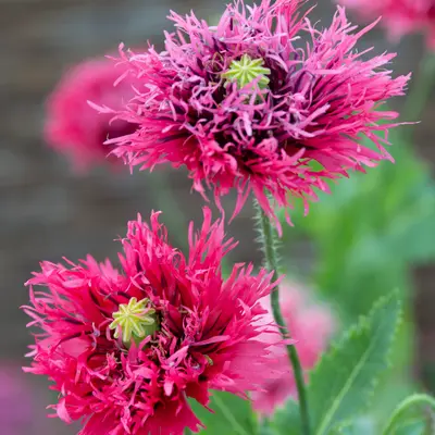 Poppy - Rose Feathers (Seed)