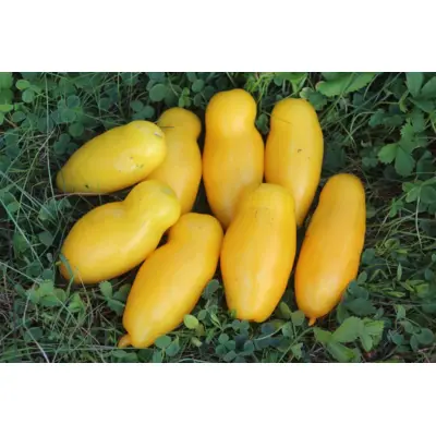 Tomato - Banana Legs (Seed)