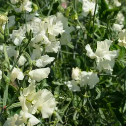 Sweet Pea - Jilly (Bulk Seed)