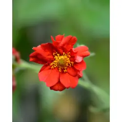 Geum - Mrs Bradshaw (Bulk Seed)