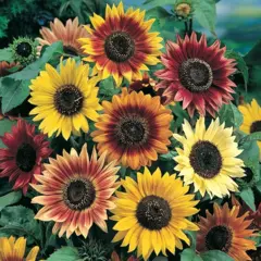 Sunflower - Music Box (Bulk Seed)