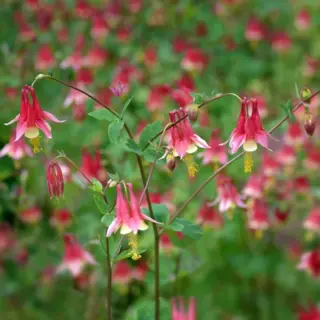 Wild Columbine (Seed)