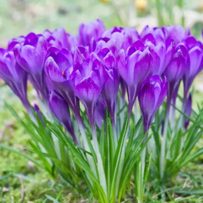 Crocus - 'Ruby Giant' 25/pkg