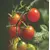 TOMATO RED CHERRY 5G