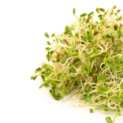 Mumm's Clover Sprouts (Red)