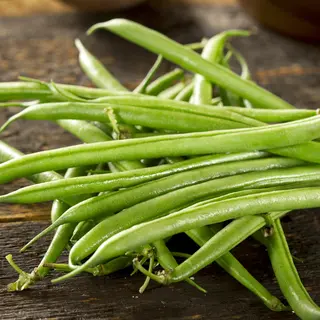 Bean - Cannellino Lingot (Seed)