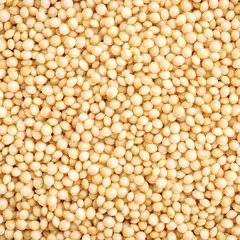 AMARANTH OG | 25 LBS