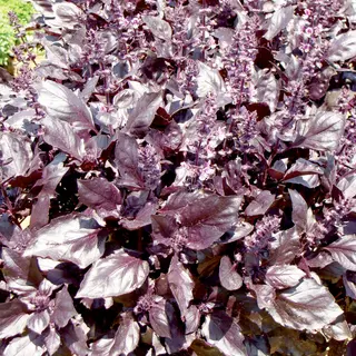 Herb - Basil - Round Midnight (Seed)