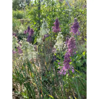 Witch's Garlic (Seed)