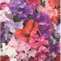 Sweet Pea - Supersnoop Mix (Bulk Seed)