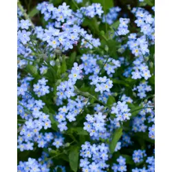 Forget Me Not - Blue Bouquet (Bulk Seed)
