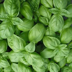 HERB BASIL OG | 1 LB