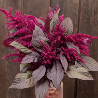 Amaranth