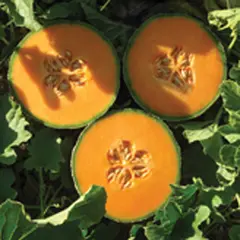 Cantaloupe - Lilliput (Bulk Seed)
