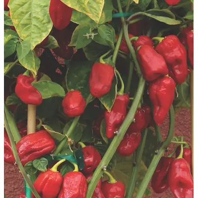 Sweet Pepper - Roulette (Seed)