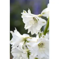 Delphinium - Magic Fountain White (Bulk Seed)