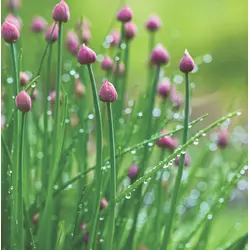 Herb - Chives (Bulk Seed)