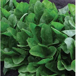 Spinach - Imperial Star Hybrid (Bulk Seed)