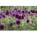 Dahlia - 'Thomas Edison' 1/pkg