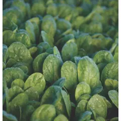 Spinach - Seaside (Bulk Seed)