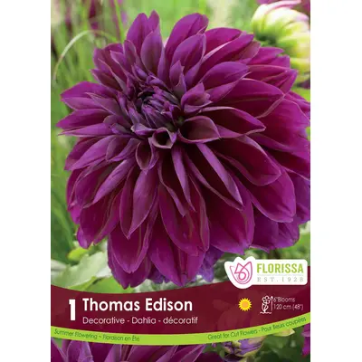 Dahlia - 'Thomas Edison' 1/pkg