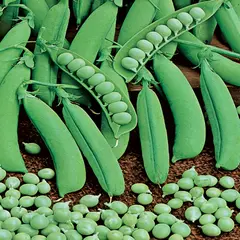 Pea - Little Marvel (Bulk Seed)