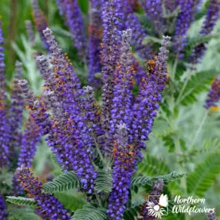 Leadplant (Seed)