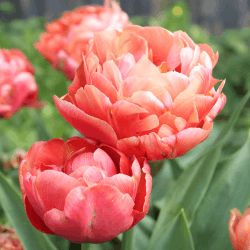 Tulip Flowers