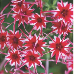 Phlox - Twinkle Dwarf Mix (Bulk Seed)