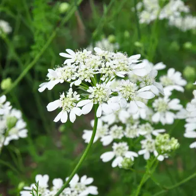 White Lace Flower (Seed)