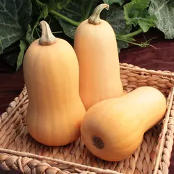 Winter Squash - Little Dipper (Bulk Seed)