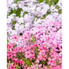 Phlox - Perennial Mix (Bulk Seed)