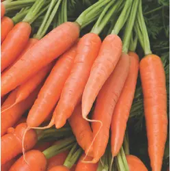 Carrot - Nantes Scarlet (Bulk Seed)