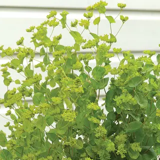 Hare's Ear - Green Gold (Seed)