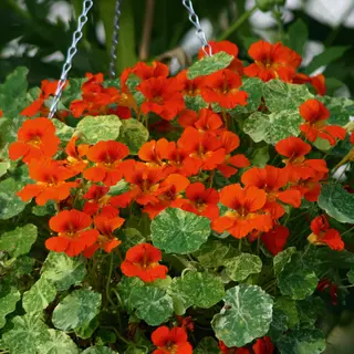 Nasturtium - Troika Orange (Seed)
