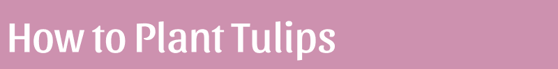 How to Plant Tulips