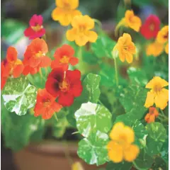 Nasturtium - Alaska Mix (Bulk Seed)